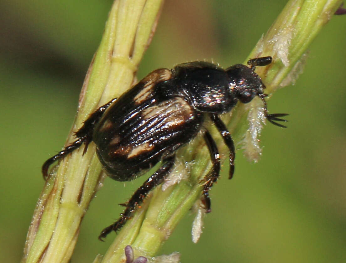 Image of Strigoderma pygmaea (Fabricius 1798)