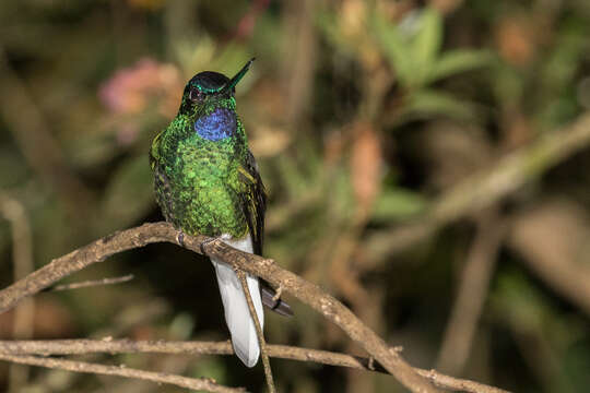 Image of White-tailed Starfrontlet