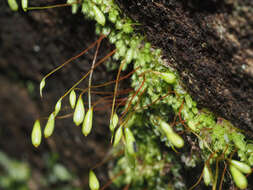 Image of Schizymenium bryoides Harvey ex W. J. Hooker 1840