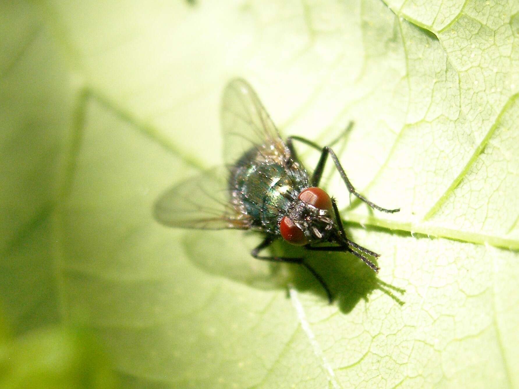 Eudasyphora cyanella (Meigen 1826) resmi