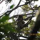 Image of Lomami Red Colobus