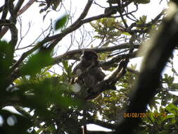 Image of Piliocolobus parmentieri (Colyn & Verheyen 1987)