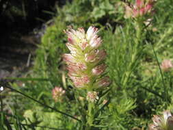 Imagem de Rhodiola semenovii (Regel & Herd.) Boriss.