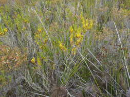 Image of Erica coccinea subsp. coccinea