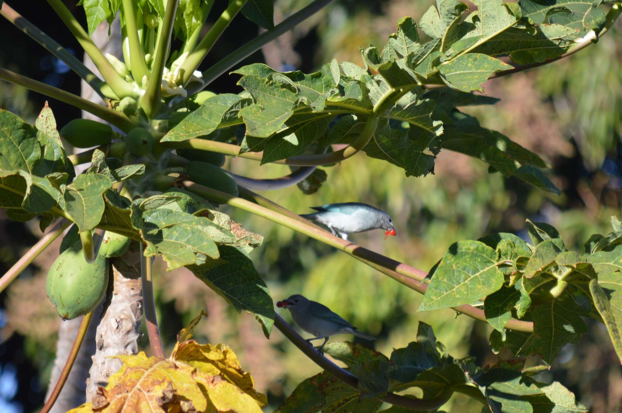 Image of Sayaca Tanager