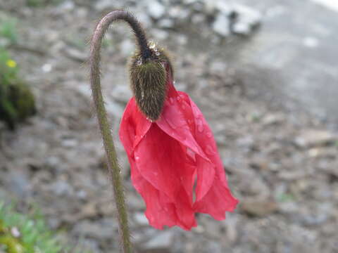 Image of Meconopsis punicea Maxim.