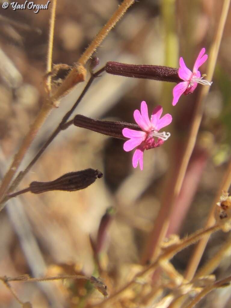 Silene damascena Boiss. & Gaill. resmi