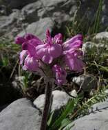 Image of pink lousewort