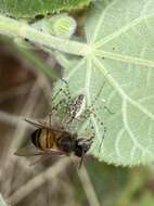 Image of Peucetia flava Keyserling 1877