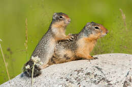 Image of Columbian ground squirrel