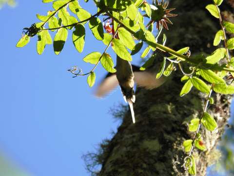 Image of Scale-throated Hermit