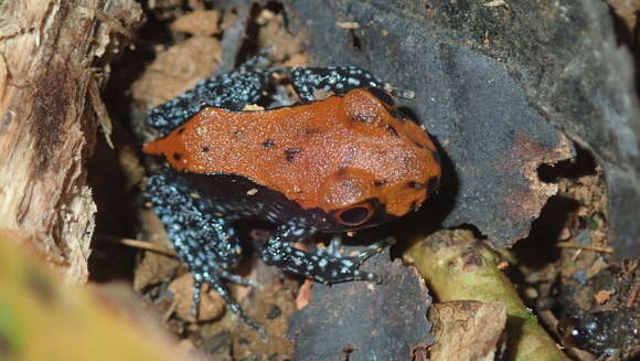 Image of Leptodactylus stenodema Jiménez de la Espada 1875