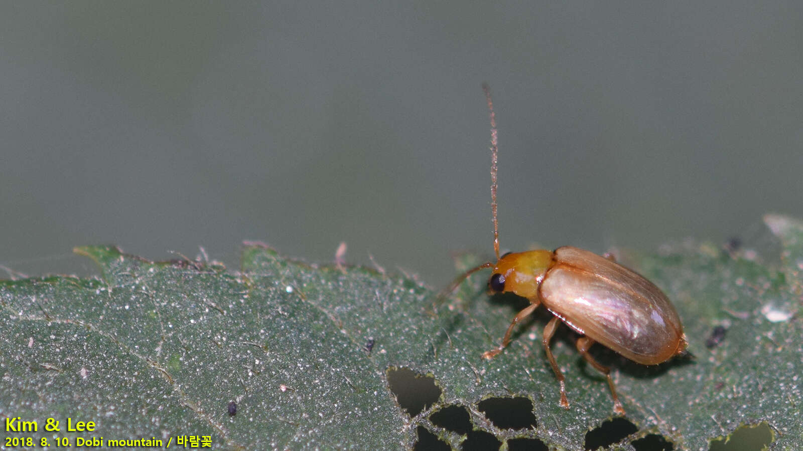 Plancia ëd <i>Monolepta shirozui</i>