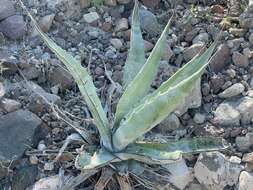 Слика од Agave sobria subsp. roseana (Trel.) Gentry