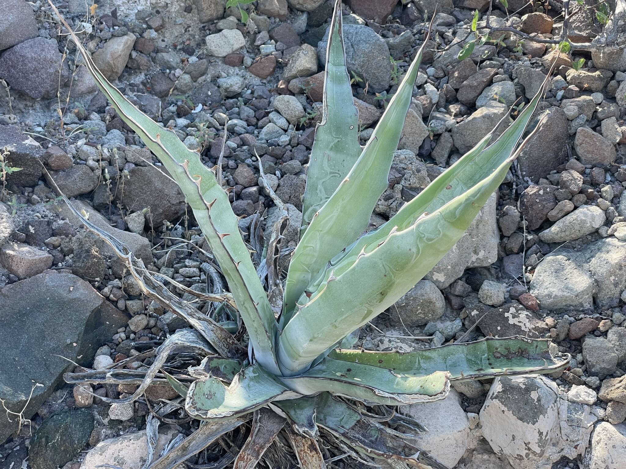 Слика од Agave sobria subsp. roseana (Trel.) Gentry