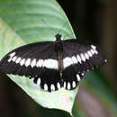 Image of Common White-banded Swallowtail