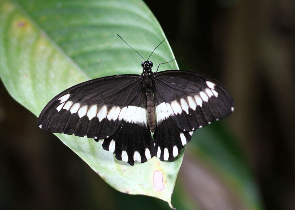 Image of Common White-banded Swallowtail