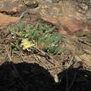 Image of Corpuscularia angustipetala (Lavis) H. E. K. Hartmann