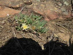 Imagem de Corpuscularia angustipetala (Lavis) H. E. K. Hartmann