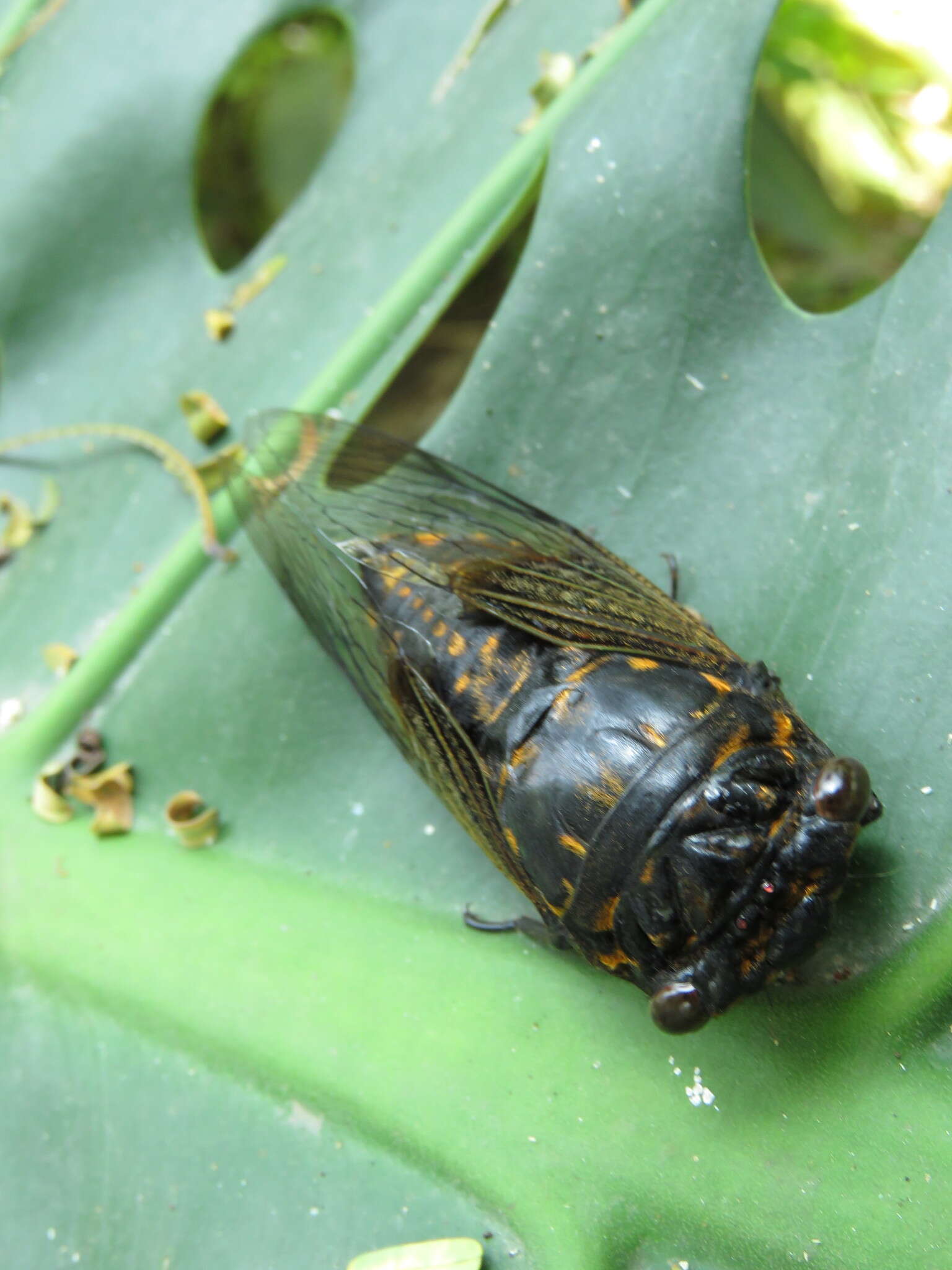 Image of Cryptotympana mandarina Distant 1891