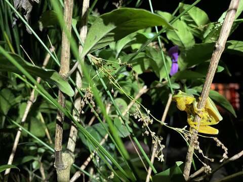 Ranoidea gracilenta (Peters 1869) resmi