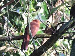 Image of Little Cuckoo