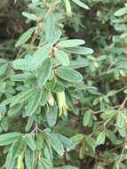 Image of Correa glabra var. leucoclada (Lindl.) Paul G. Wilson