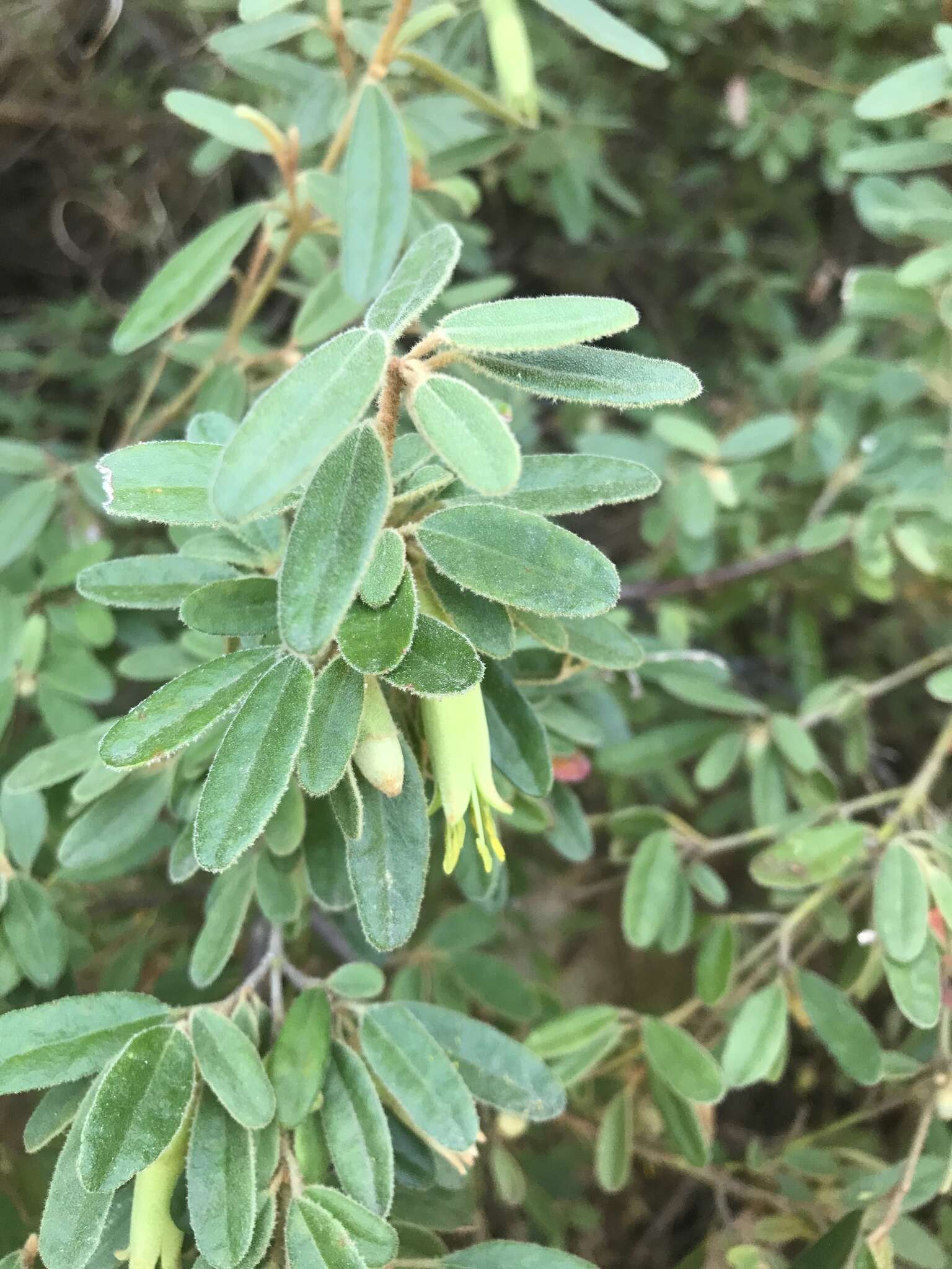 صورة Correa glabra var. leucoclada (Lindl.) Paul G. Wilson