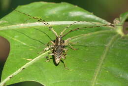 Image of Acalolepta permutans (Pascoe 1857)