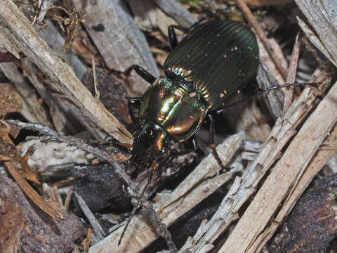 Image of Poecilus (Poecilus) cupreus cupreus (Linnaeus 1758)