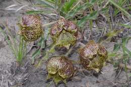 Sivun Pachycarpus grandiflorus (L. fil.) E. Mey. kuva