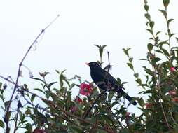 Turdus merula merula Linnaeus 1758的圖片