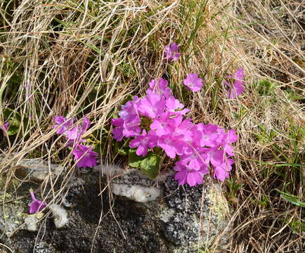 Image of Primula hirsuta All.