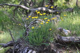 Image of Leontodon incanus (L.) Schrank