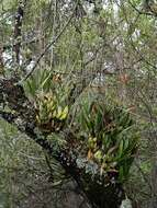 Image of Laelia autumnalis (Lex.) Lindl.