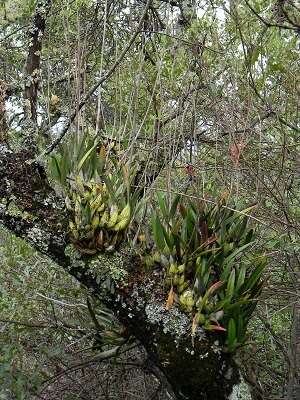 Plancia ëd Laelia autumnalis (Lex.) Lindl.