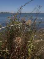 Imagem de Eryngium articulatum Hook.