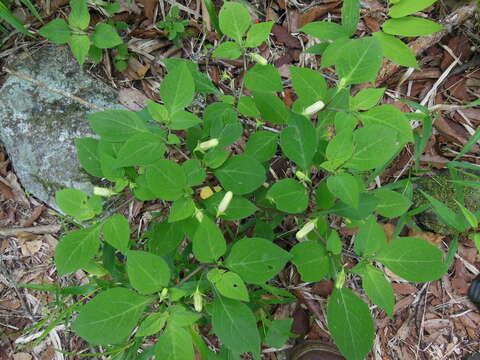 Image of Lycianthes arrazolensis (Coult.) Bitter