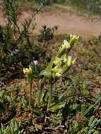 Image of Disperis villosa (L. fil.) Sw.