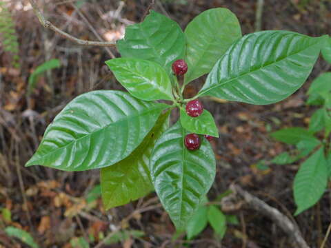 Imagem de Psychotria nervosa Sw.