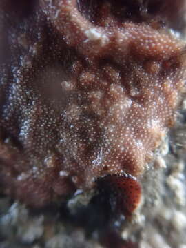 Image of Marine bryozoan