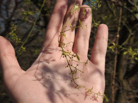 Image of Orthosia virgata (Poir.) Fourn.