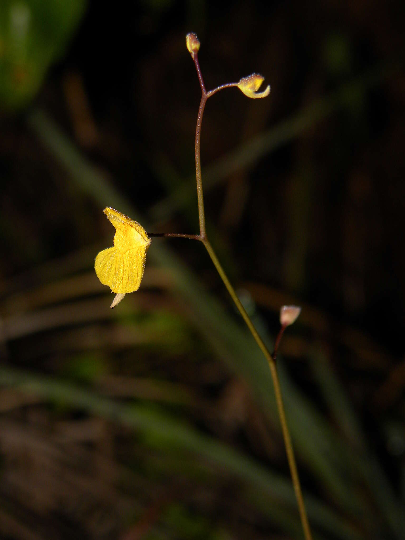 Image of Utricularia hispida Lam.