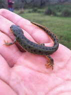 Image of Mexican black-spotted newt