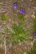 Image of Betony-leaved Rampion