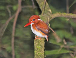 صورة Corythornis madagascariensis (Linnaeus 1766)