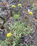 Image of arrowleaf buckwheat