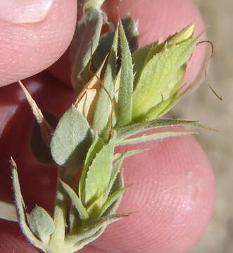 Image de Barleria pungens L. fil.