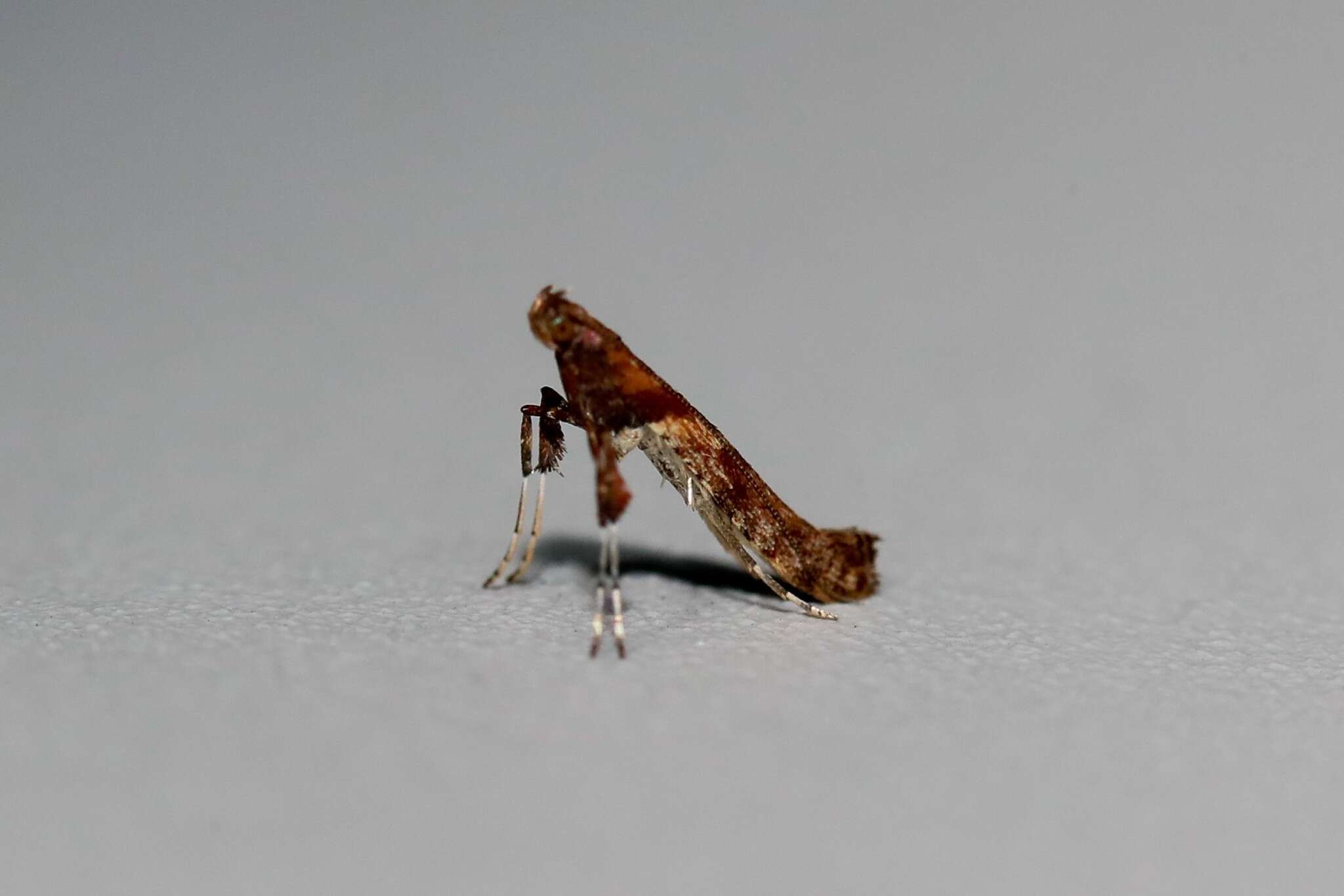 Слика од Caloptilia falconipennella (Hübner 1813)