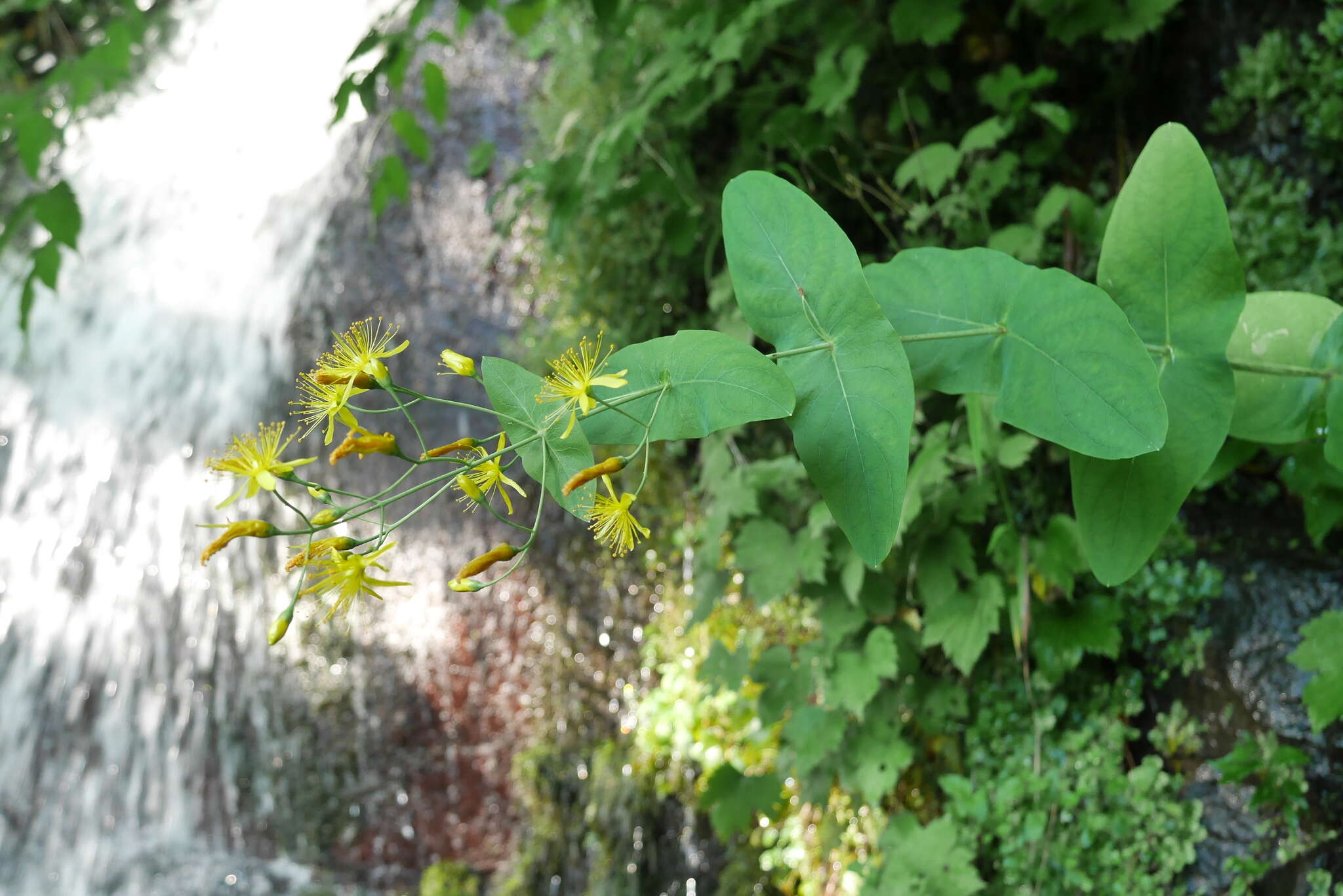 Image of Hypericum bupleuroides Griseb.